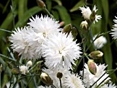 DIANTHUS PLUMERIUS ITSAUL WHITE