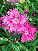 DIANTHUS SUPERBUS CRIMSONIA