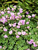 GERANIUM CANTABRIGIENSE KARMINA