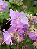 GERANIUM CANTABRIGIENSE KARMINA