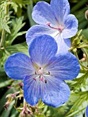 GERANIUM JOHNSONS BLUE