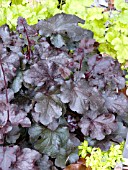 HEUCHERA DOLCE LICORICE