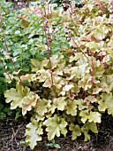 HEUCHERA MARMALADE