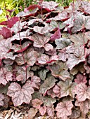 HEUCHERA MONTROSE RUBY