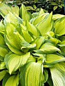 HOSTA CHOKO NISHIKI