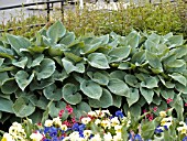 HOSTA HALCYON UNDERPLANTED WITH VIOLAS.