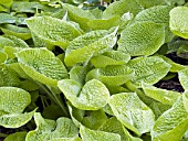 HOSTA MIDAS TOUCH