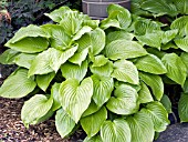 HOSTA PLANTAGINEA GRANDIFLORA