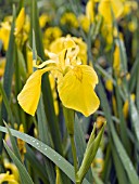 IRIS UNIFLORA