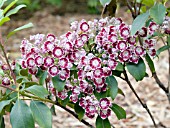 KALMIA LATIFOLIA BULLSEYE