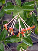 LONICERA MANDARIN