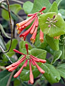 LONICERA SEMPERVIRENS