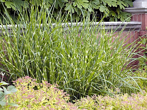 MISCANTHUS_SINENSIS_ZEBRINUS