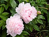 PAEONIA LACTIFLORA ANGEL CHEEKS