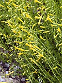 PENSTEMON PINIFOLIUS MERSEA YELLOW