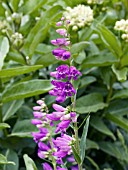 PENSTEMON PRAIRIE DUSK