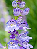 PENSTEMON STRICTUS