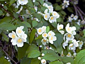 PHILADELPHUS PUBESCENS