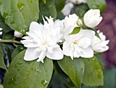 PHILADELPHUS VIRGINALIS