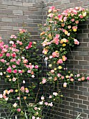 ROSA CLIMBING RAINBOWS END