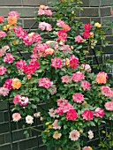 ROSA CLIMBING RAINBOWS END