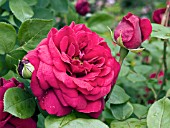 ROSA TESS OF THE DURBERVILLES