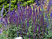 SALVIA NEMEROSA CARADONNA