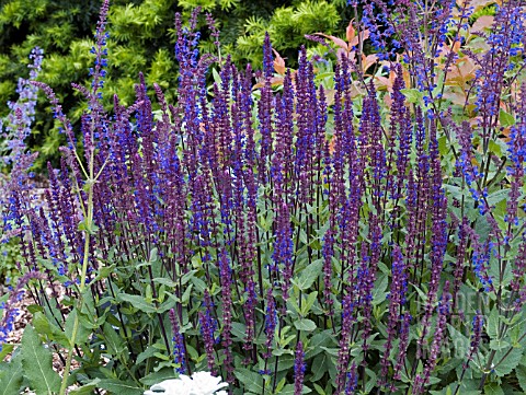 SALVIA_NEMEROSA_CARADONNA