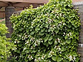 SCHIZOPHRAGMA HYDRANGEOIDES (JAPANESE HYDRANGEA VINE)