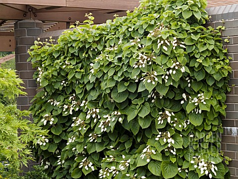 SCHIZOPHRAGMA_HYDRANGEOIDES_JAPANESE_HYDRANGEA_VINE