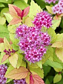 SPIRAEA LIMEMOUND