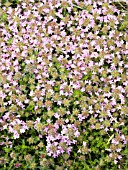 THYMUS SERPYLLUM MAGIC CARPET