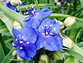 TRADESCANTIA ZWANENBURG BLUE