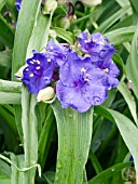 TRADESCANTIA PURPLE PROFUSION