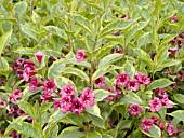 WEIGELA BRIGELA FRENCH LACE