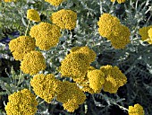 ACHILLEA ALTGOLD