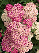 ACHILLEA MILLEFOLIUM HEIDI