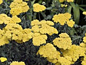 ACHILLEA MOONSHINE