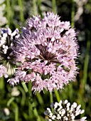 ALLIUM TANGUTICUM