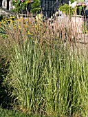 CALAMAGROSTIS ACUTIFLORA OVERDAM