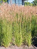 CALAMAGROSTIS ACUTIFLORA STRICTA