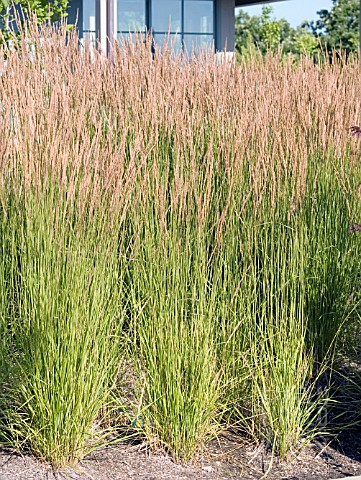 CALAMAGROSTIS_ACUTIFLORA_STRICTA