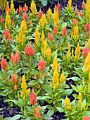 CELOSIA MIX