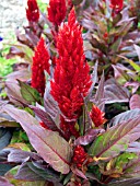 CELOSIA NEW LOOK RED