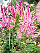 CLEOME HASSLERIANA PINK