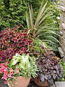 CONTAINER PLANTING COLEUS,  CALADIUM,  PETUNIA,  HEUCHERA,  PHORMIUM