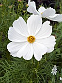 COSMOS BIPINNATUS SONATA WHITE