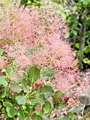 COTINUS COGGYGRIA (SMOKEBUSH)