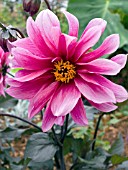 DAHLIA PINK FLOWER PURPLE FOLIAGE