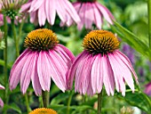 ECHINACEA PURPUREA